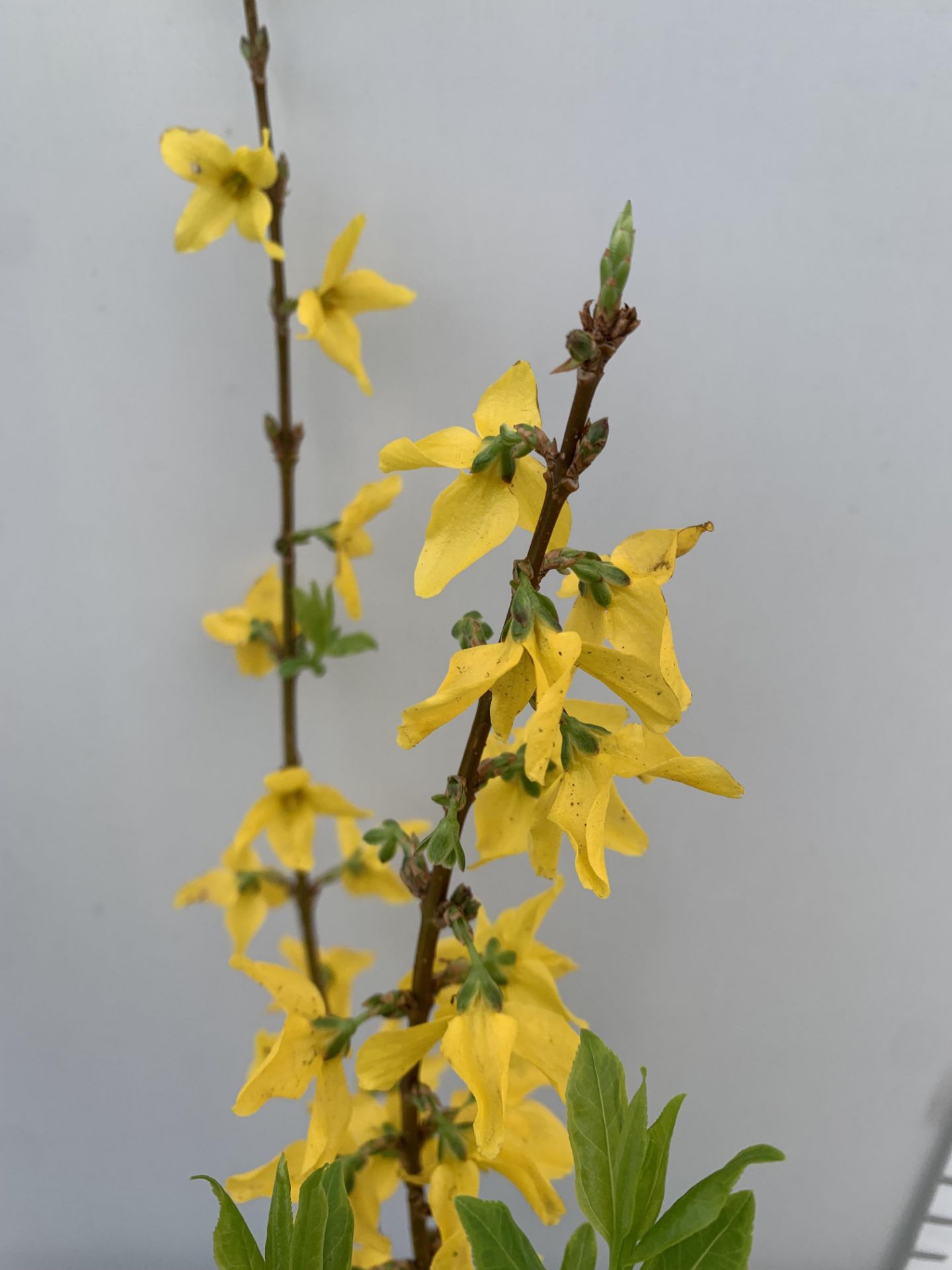 TWO FORSYTHIA MINIGOLD IN TWO LITRE POTS 60CM TALL PLUS VAT TO BE SOLD FOR THE TWO - Image 5 of 8