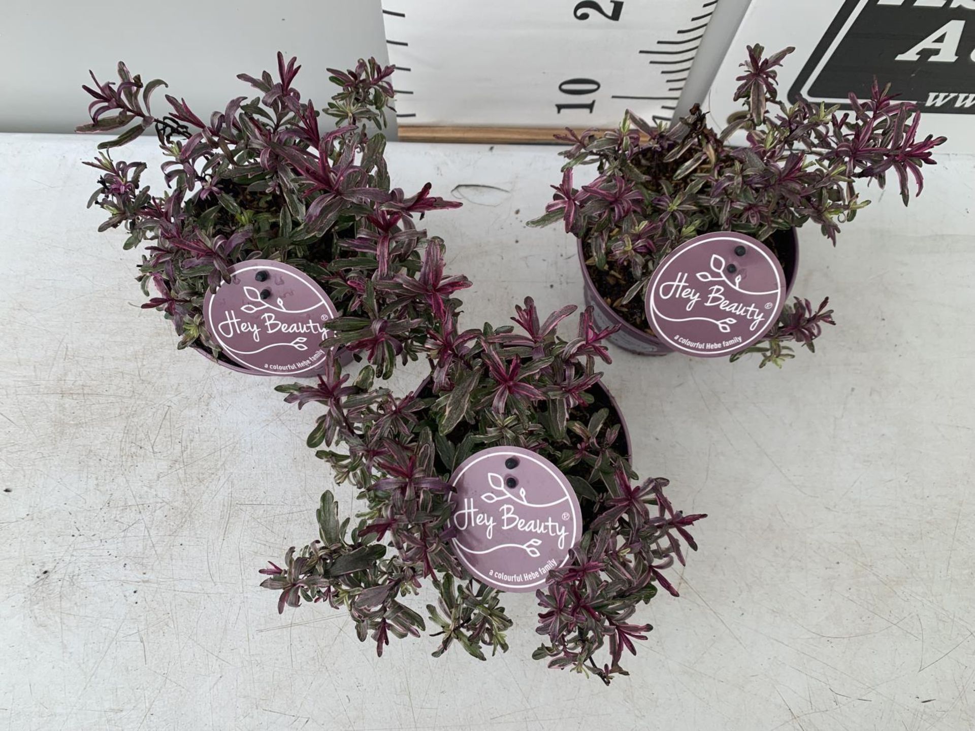 THREE PURPLE HEBES 'HEY BEAUTY' IN 1 LTR POTS PLUS VAT TO BE SOLD FOR THE THREE - Image 4 of 8