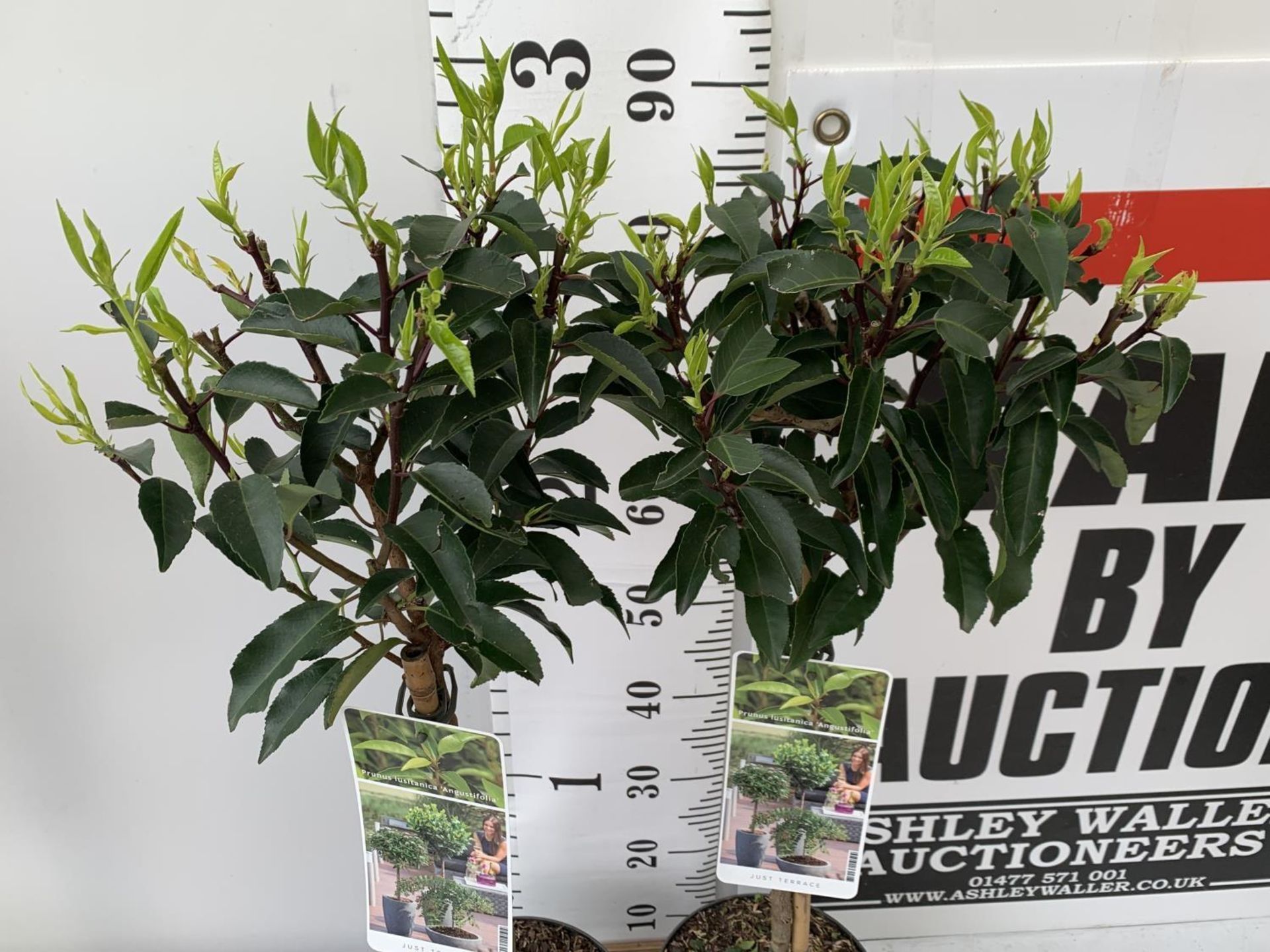 TWO STANDARD PRUNUS LUSITANICA ANGUSTIFOLIA IN 3 LTR POTS HEIGHT 90CM PLUS VAT TO BE SOLD FOR THE - Image 4 of 10