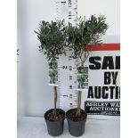 TWO STANDARD OLIVE TREES IN 3 LTR POTS HEIGHT 100CM NO VAT TO BE SOLD FOR THE TWO