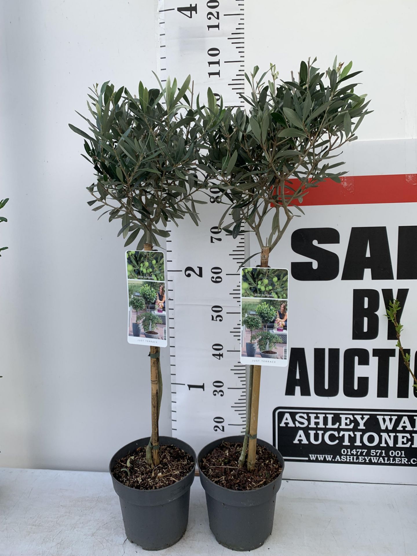 TWO STANDARD OLIVE TREES IN 3 LTR POTS HEIGHT 100CM NO VAT TO BE SOLD FOR THE TWO