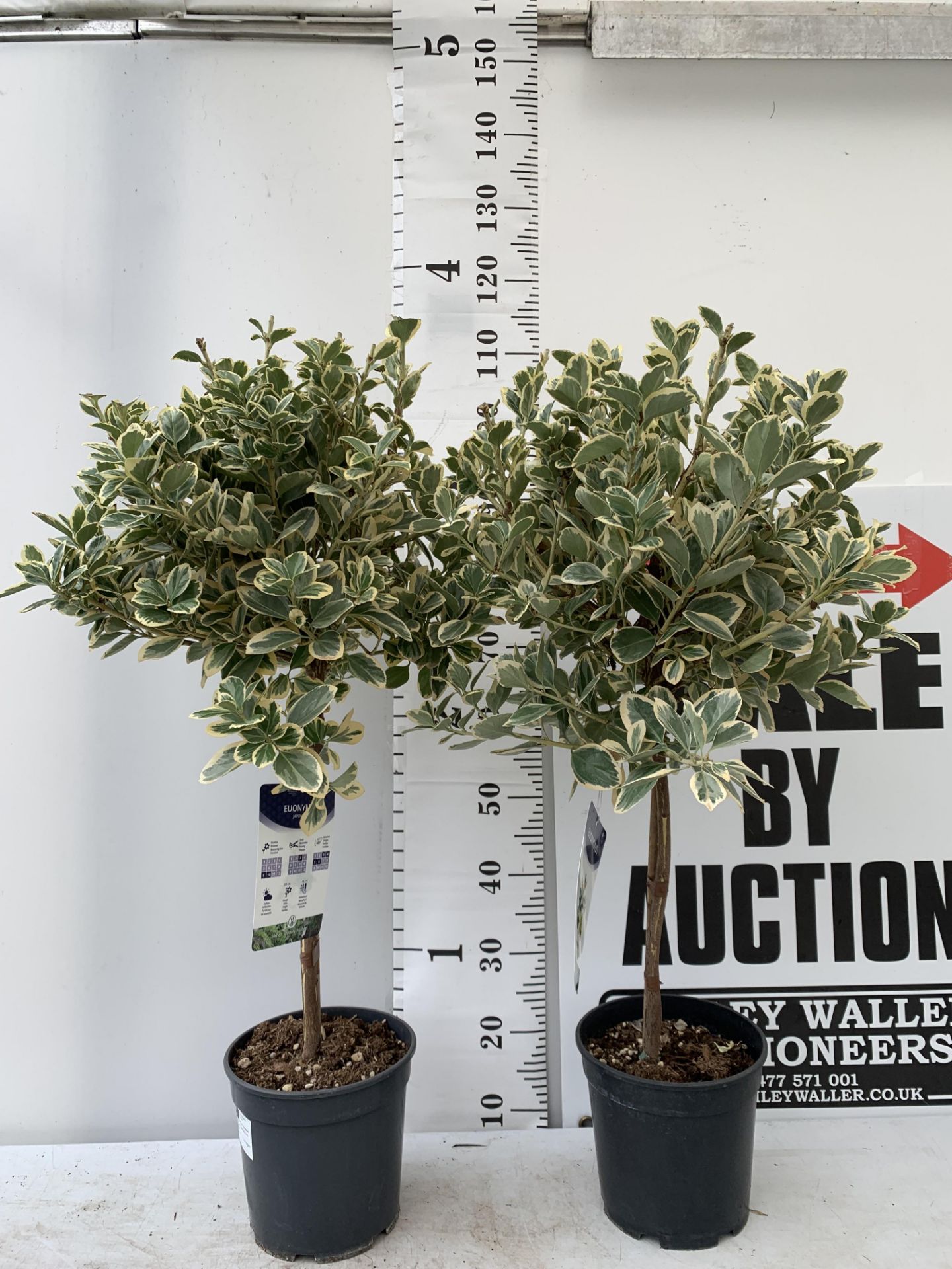 TWO EUONYMUS JAPONICUS STANDARD TREES APPROX 110CM IN HEIGHT IN 5 LTR POTS PLUS VAT TO BE SOLD FOR - Image 3 of 10