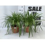 TWO LARGE AGAPANTHUS 'EVER WHITE' IN 4 LTR POTS APPROX 60CM IN HEIGHT PLUS VAT TO BE SOLD FOR THE