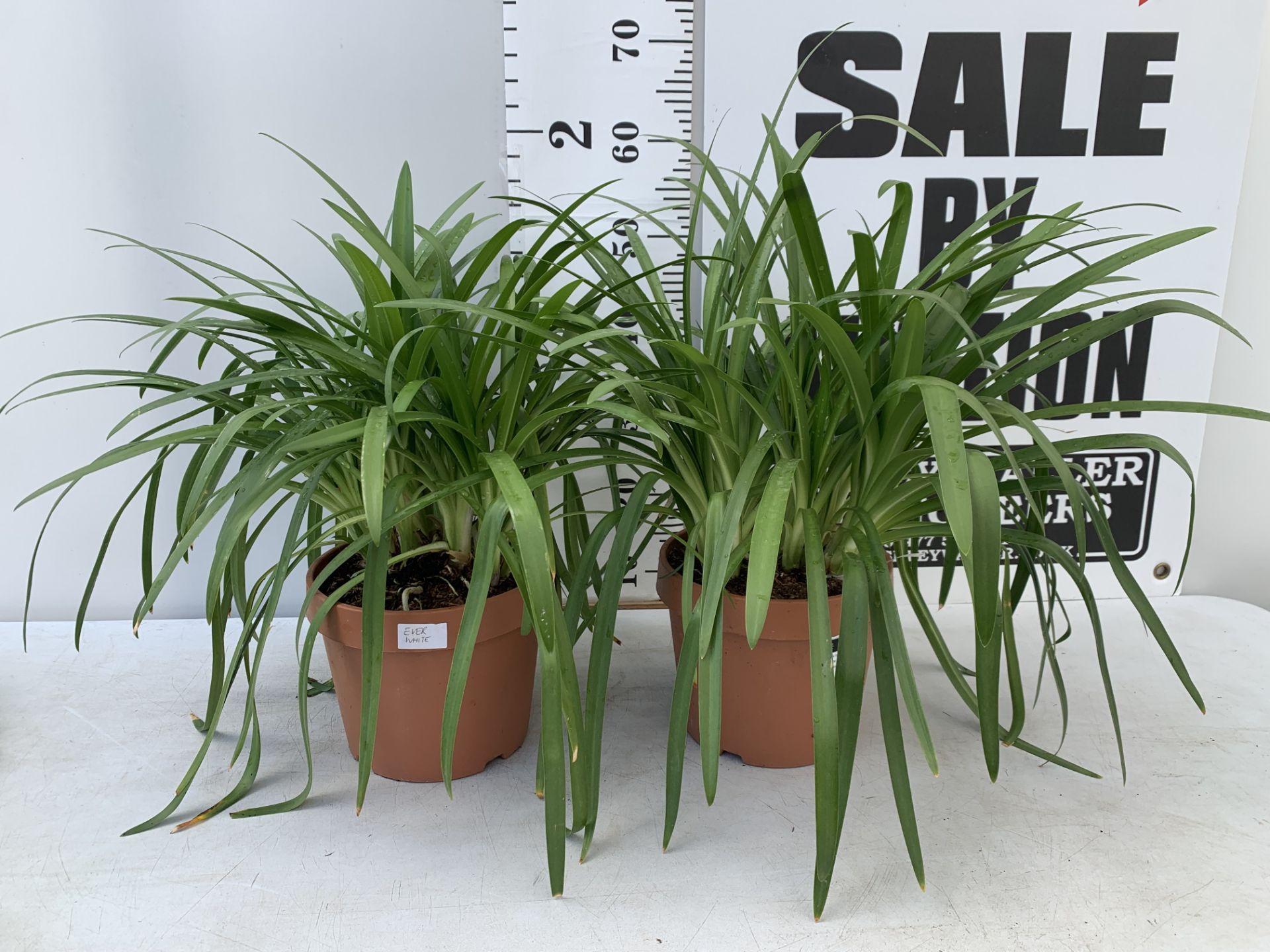 TWO LARGE AGAPANTHUS 'EVER WHITE' IN 4 LTR POTS APPROX 60CM IN HEIGHT PLUS VAT TO BE SOLD FOR THE