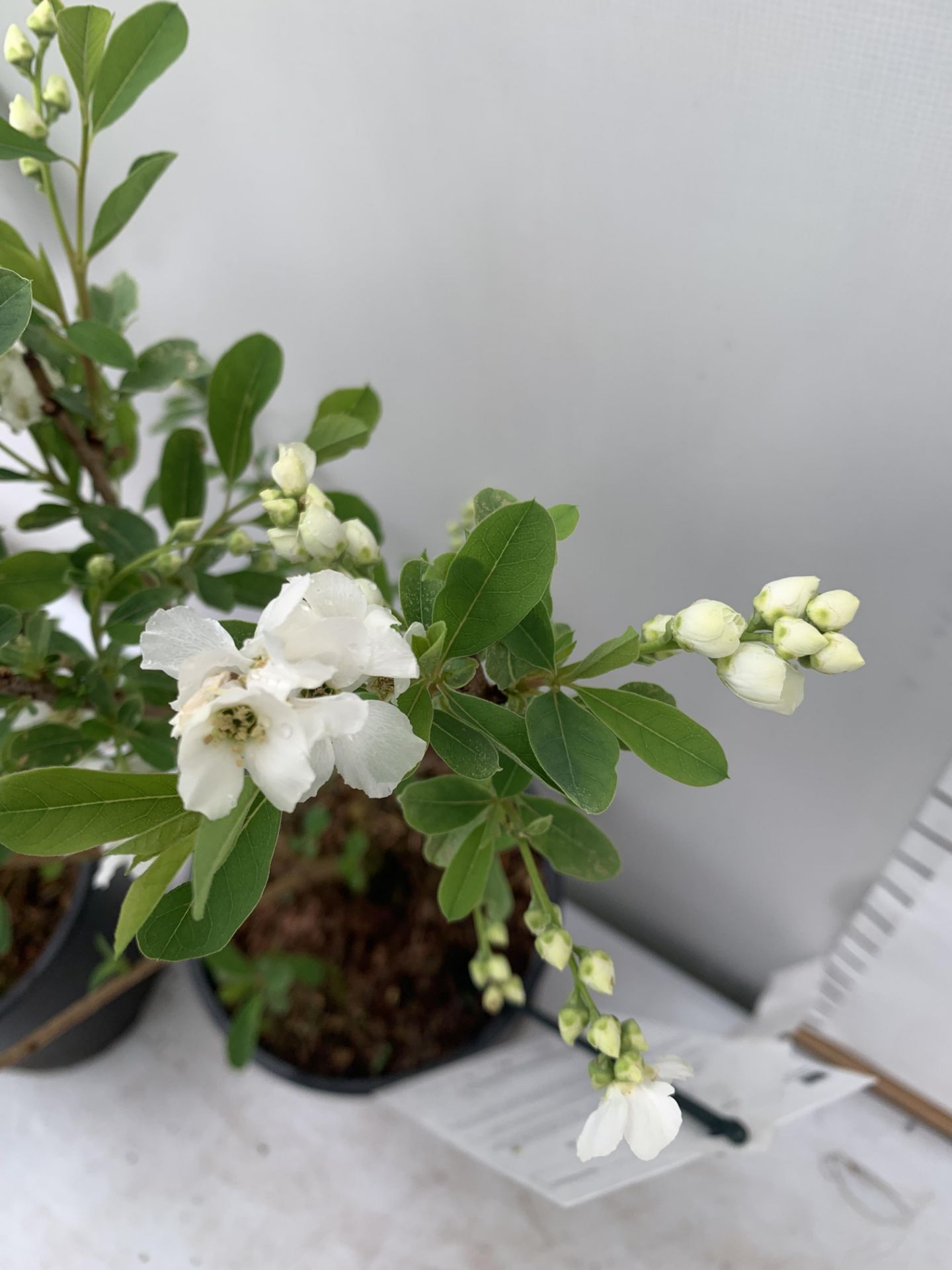 TWO EXOCHORDA RACEMOSA 'NIAGARA' IN 3 LTR POTS APPROX 65CM IN HEIGHT PLUS VAT TO BE SOLD FOR THE TWO - Image 9 of 12