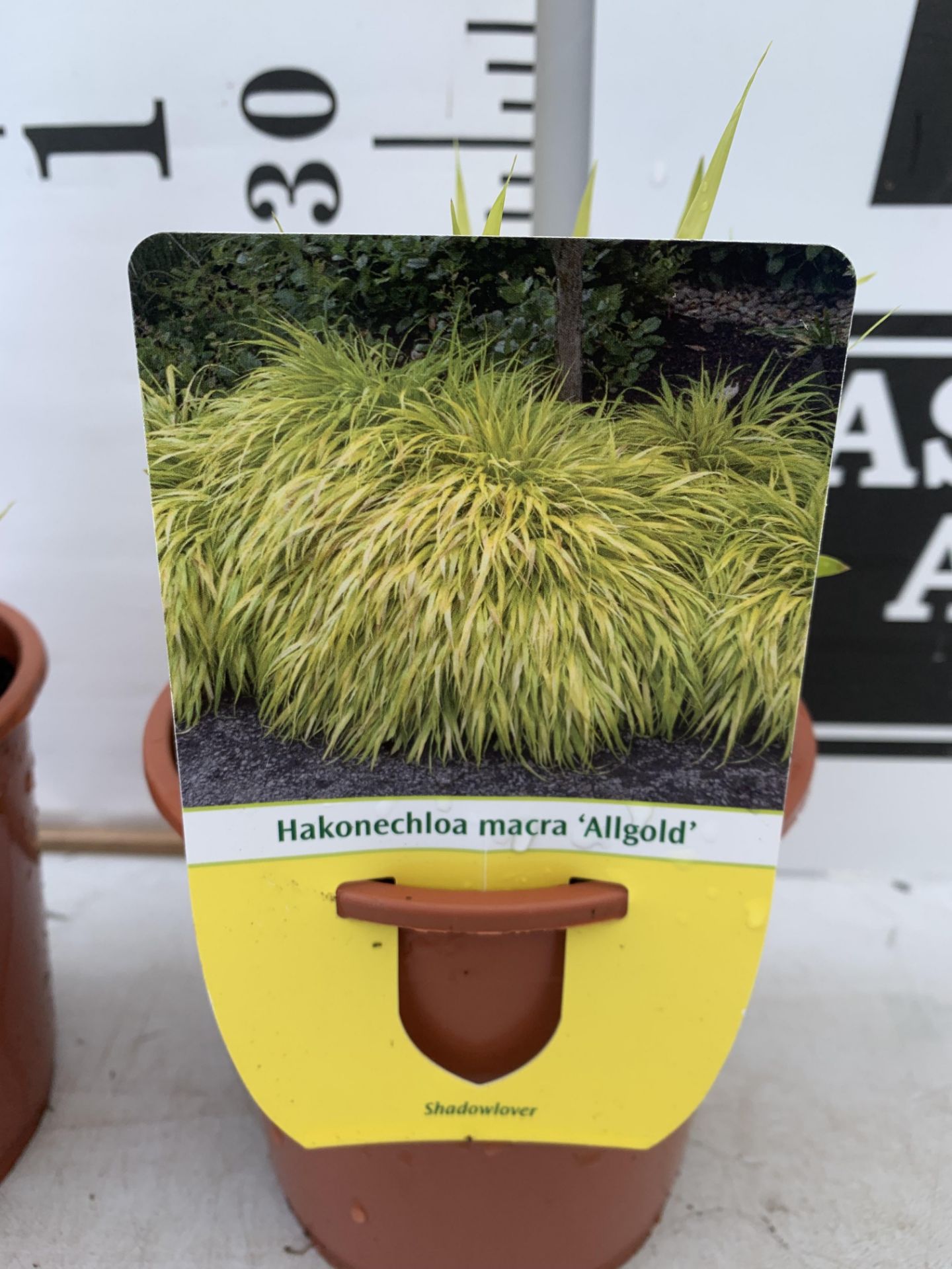 TWO ORNAMENTAL GRASSES HAKONECHLOA MACRA 'ALLGOLD' IN 1 LTR POTS PLUS VAT TO BE SOLD FOR THE TWO - Image 7 of 8