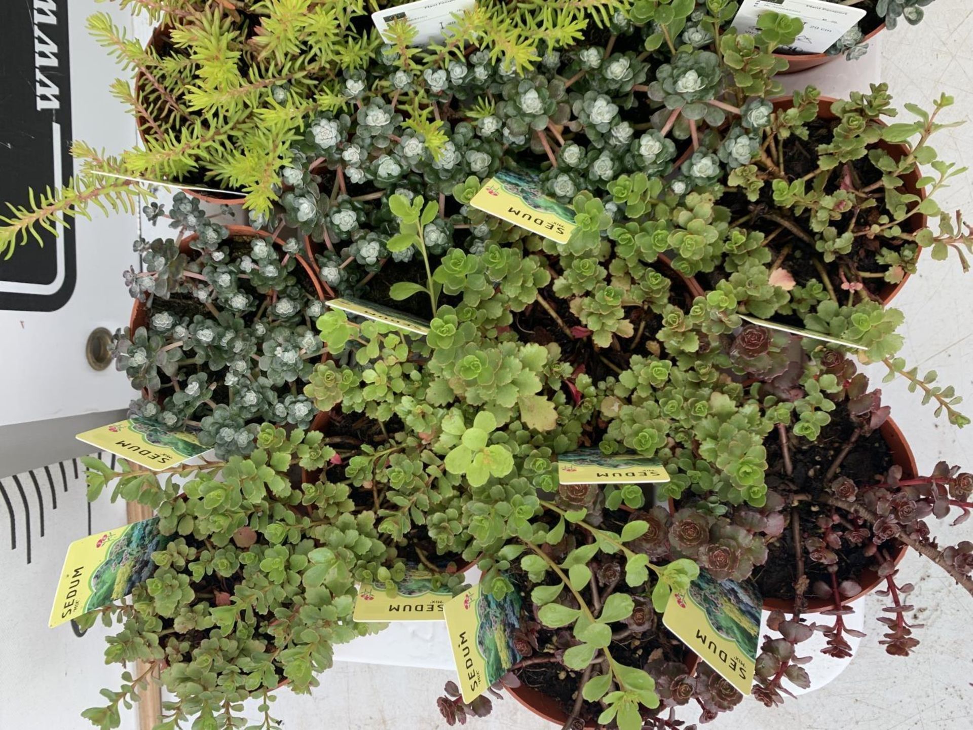 TWENTY MIXED SEDUMS ON A TRAY PLUS VAT TO BE SOLD FOR THE TWENTY - Image 8 of 10