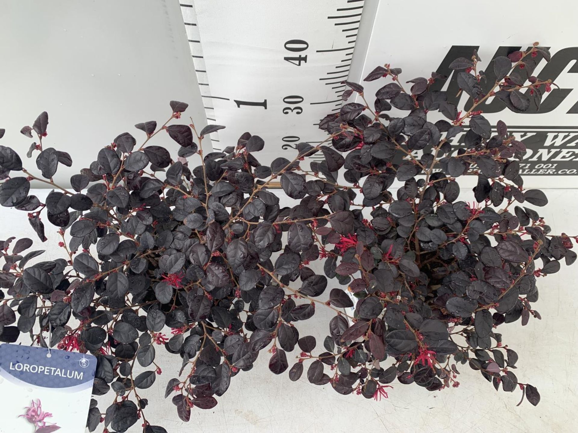 TWO LOROPETALUM CHINESE 'BLACK PEARL' APPROX 45CM IN HEIGHT IN 2 LTR POTS PLUS VAT TO BE SOLD FOR - Image 4 of 12