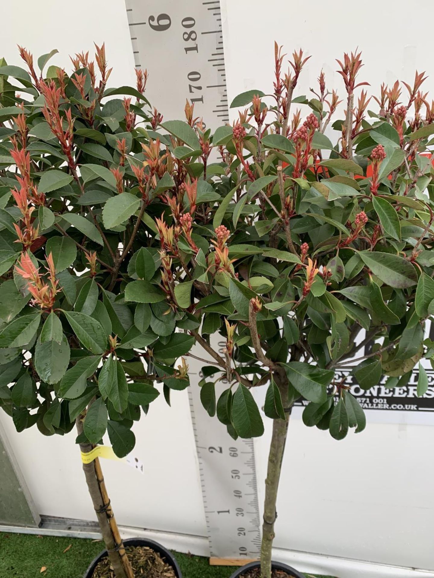 TWO PHOTINIA FRASERI 'RED ROBIN' STANDARD TREES APPROX 180CM IN HEIGHT IN 15 LTR POTS PLUS VAT TO BE - Image 5 of 12