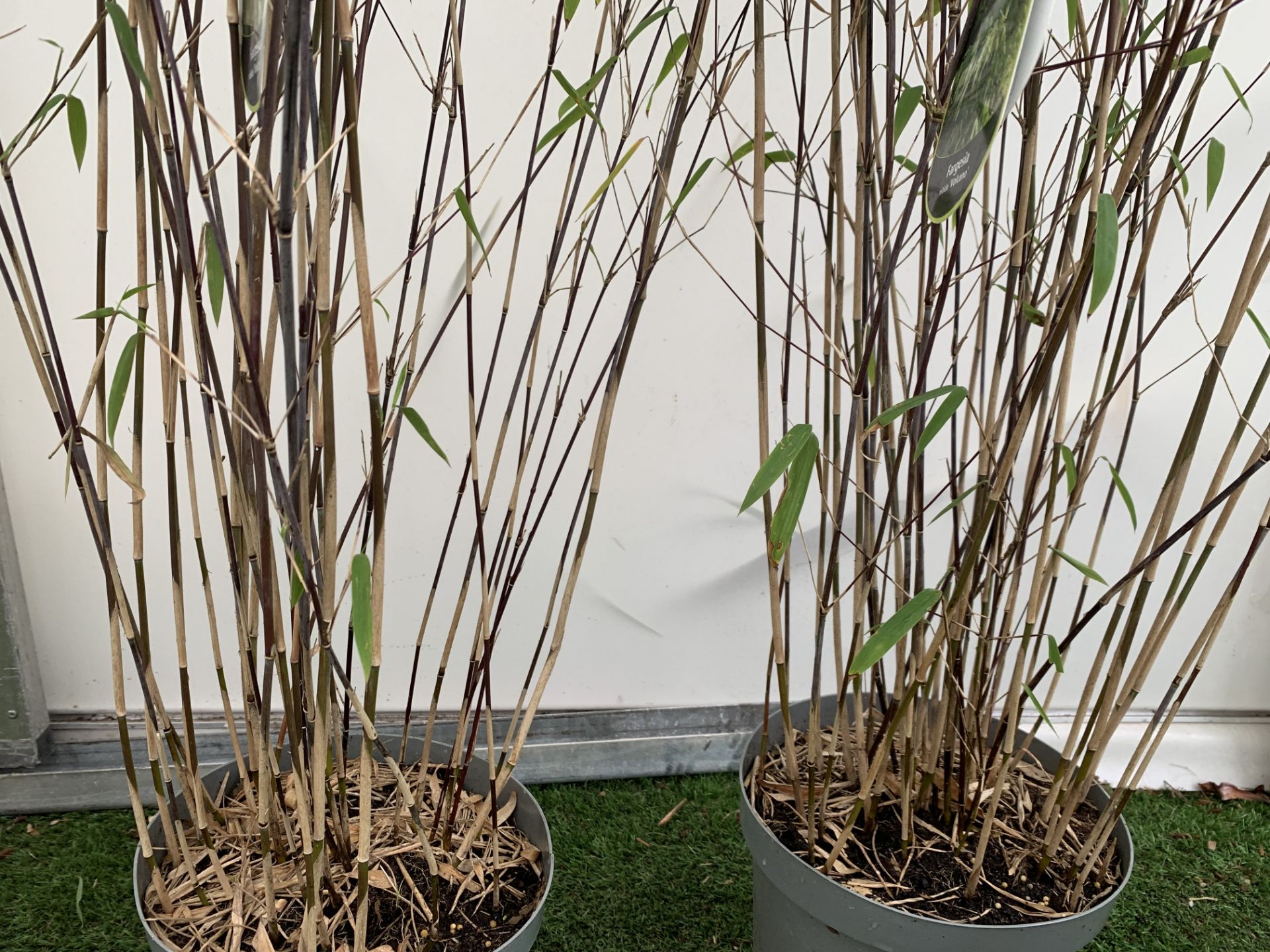 TWO BAMBOO FARGESIA 'VOLCANO' OVER 2 METRES IN HEIGHT IN 5 LTR POTS PLUS VAT TO BE SOLD FOR THE TWO - Bild 5 aus 8