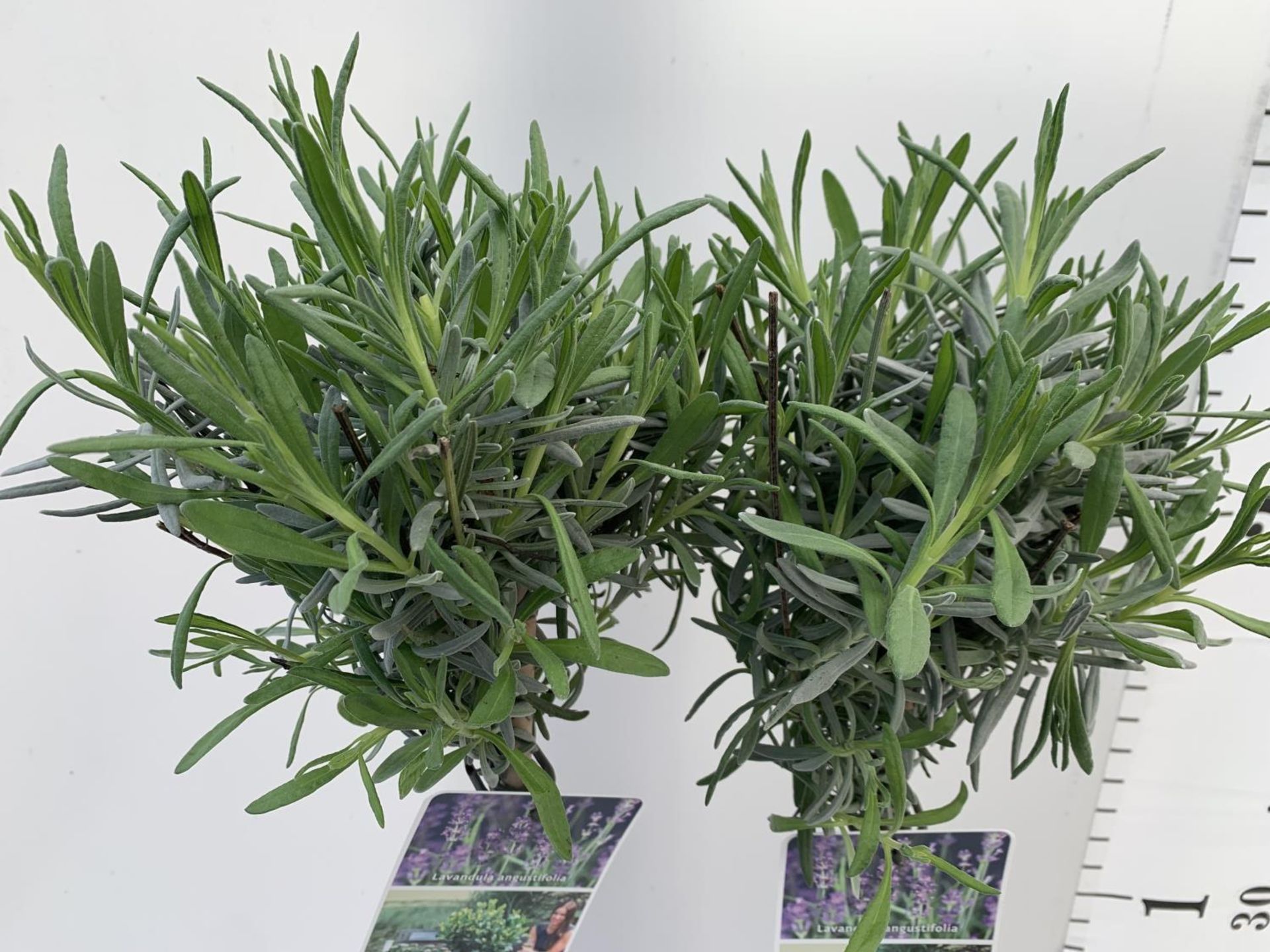 TWO STANDARD LAVANDER PLANTS IN 3 LTR POTS 80CM TALL PLUS VAT TO BE SOLD FOR THE TWO - Image 6 of 10