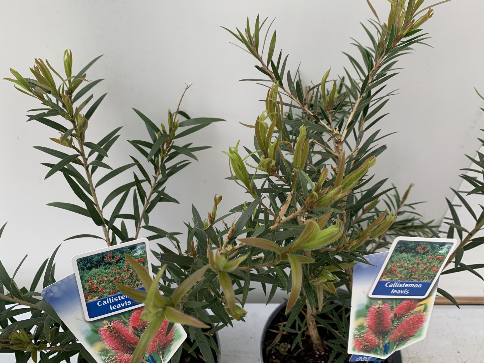 TWO CALLISTEMON LAEVIS IN 2 LTR POTS 50CM TALL PLUS VAT TO BE SOLD FOR THE TWO - Image 7 of 10