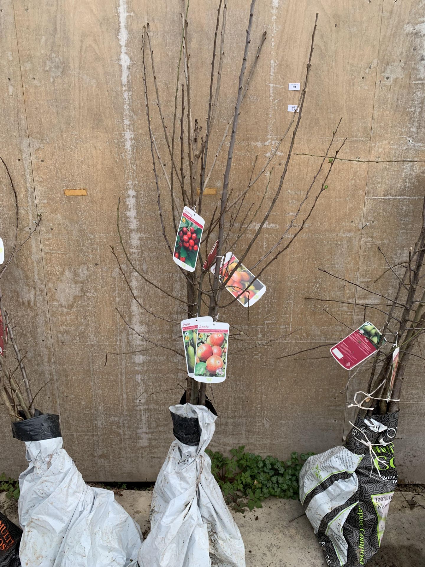 FIVE VARIOUS FRUIT TREES TO INCLUDE AN APPLE, PEAR, CHERRY, PLUM AND DAMSON