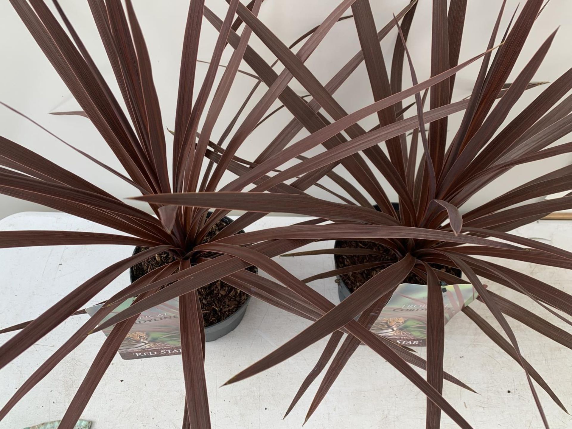 TWO CORDYLINE AUSTRALIS RED STAR IN 2 LTR POTS HEIGHT 60CM PLUS VAT TO BE SOLD FOR THE TWO - Image 6 of 8