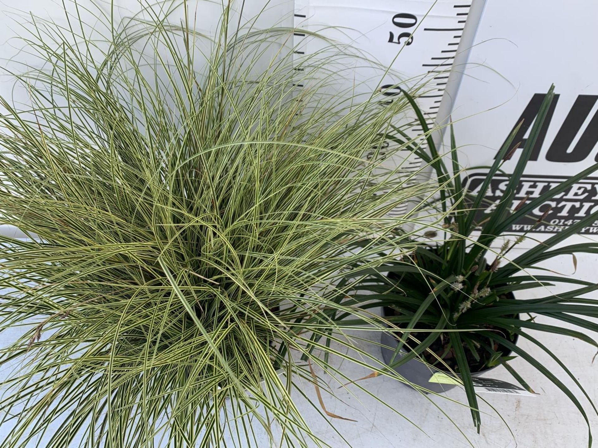 TWO HARDY AND EVERGREEN GRASSES CAREX BRUNNEA AND MORROWII IN 3 LTR POTS 50CM TALL PLUS VAT TO BE - Image 4 of 12