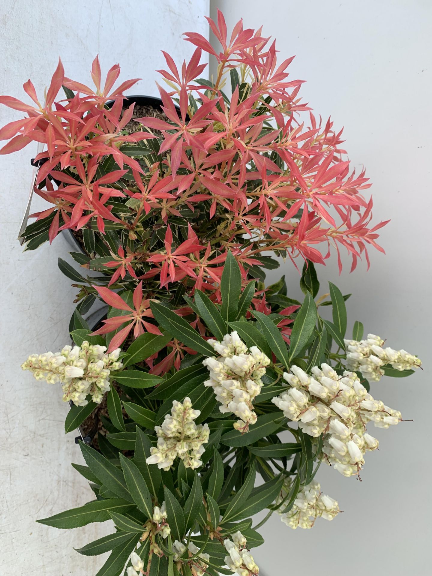 TWO PIERIS JAPONICA FORSET FLAME AND FLAMING SILVER IN 3 LTR POTS 40CM TALL PLUS VAT TO BE SOLD - Image 5 of 12