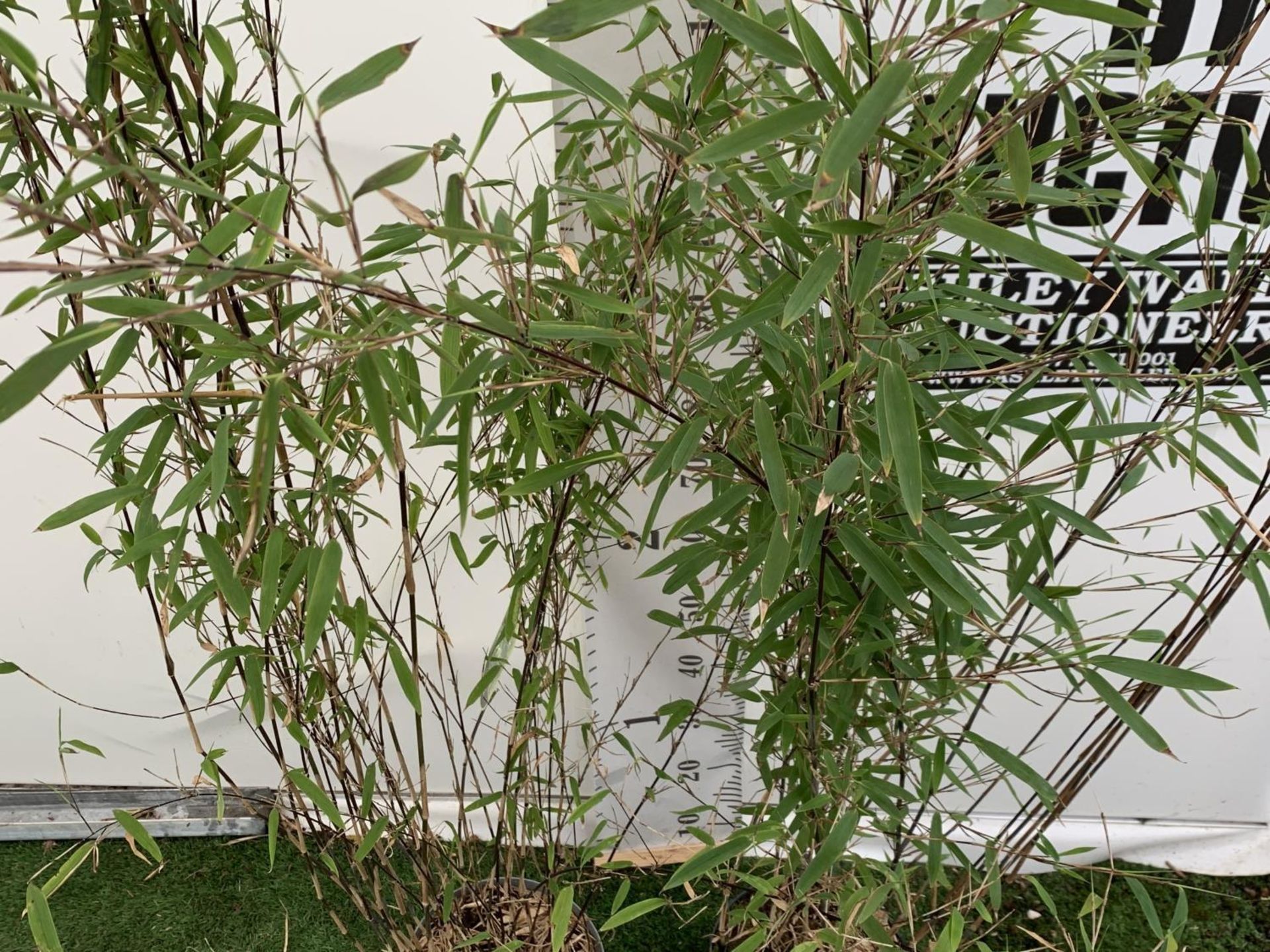 TWO BAMBOO FARGESIA 'BLACK PEARL' AND 'VOLCANO' OVER 2 METRES IN HEIGHT IN 5 LTR POTS PLUS VAT TO BE - Image 6 of 12