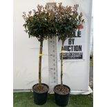 TWO PHOTINIA FRASERI 'RED ROBIN' STANDARD TREES APPROX 180CM IN HEIGHT IN 15 LTR POTS PLUS VAT TO BE