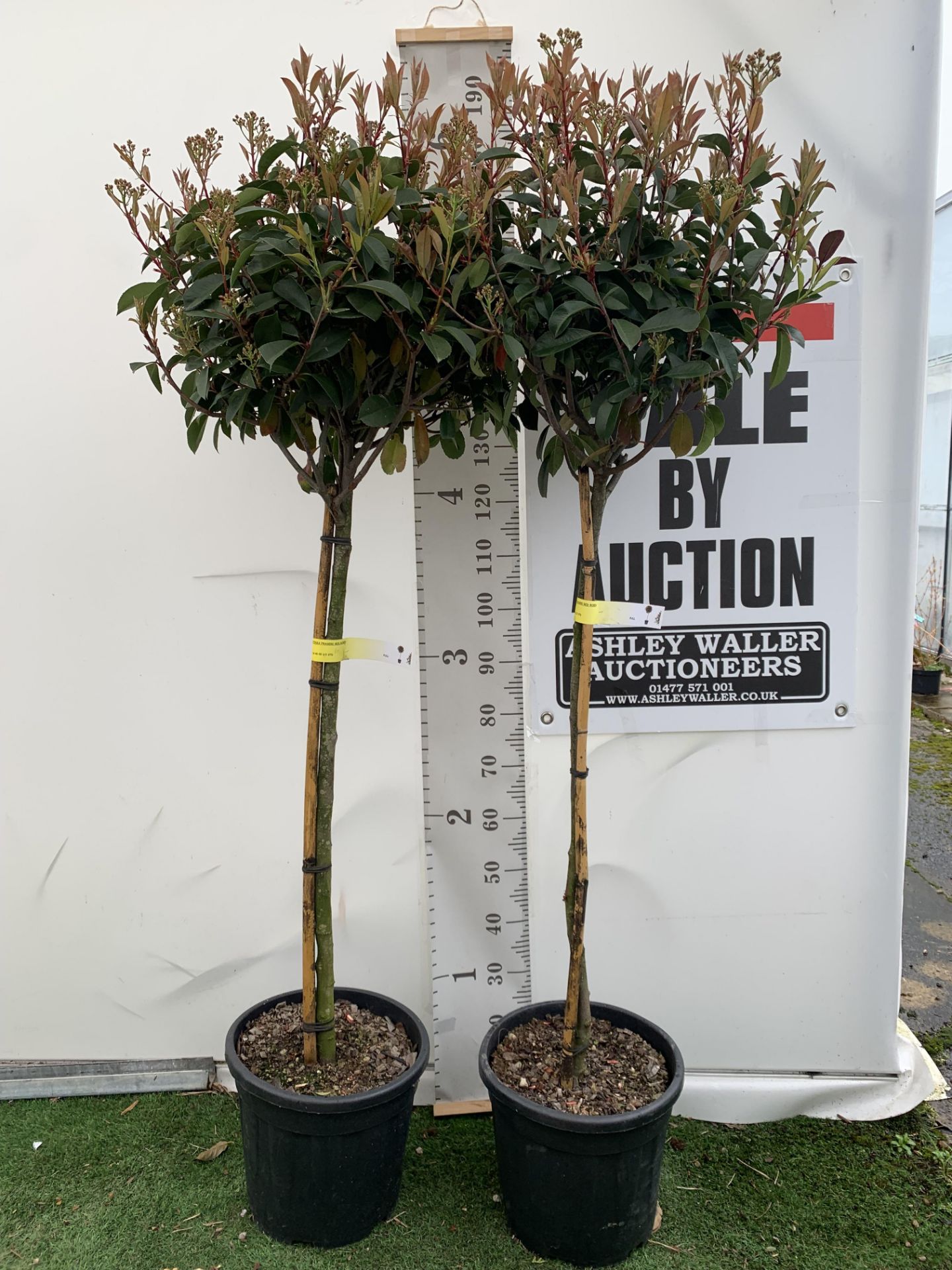 TWO PHOTINIA FRASERI 'RED ROBIN' STANDARD TREES APPROX 180CM IN HEIGHT IN 15 LTR POTS PLUS VAT TO BE