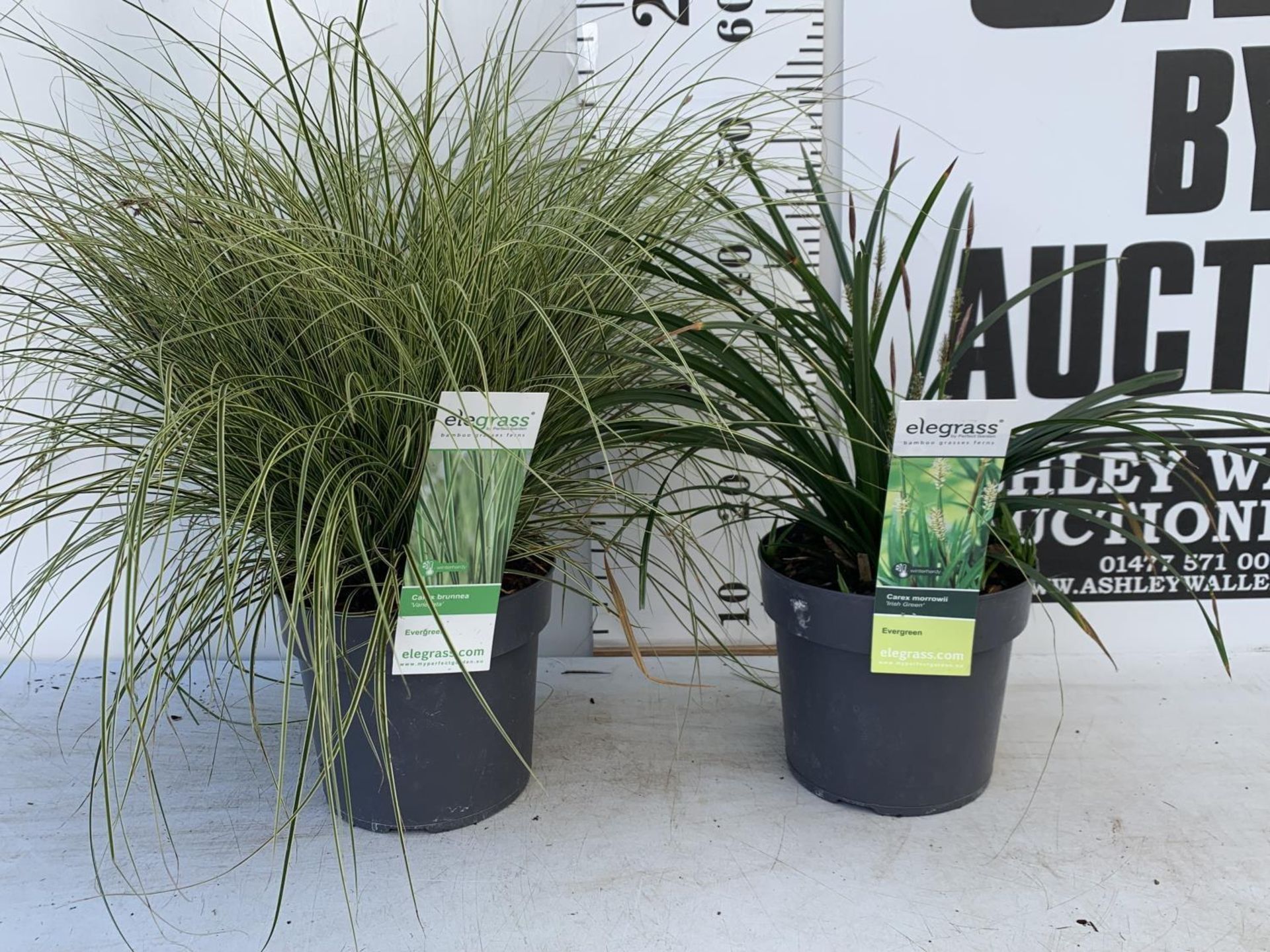 TWO HARDY AND EVERGREEN GRASSES CAREX BRUNNEA AND MORROWII IN 3 LTR POTS 50CM TALL PLUS VAT TO BE - Image 2 of 12