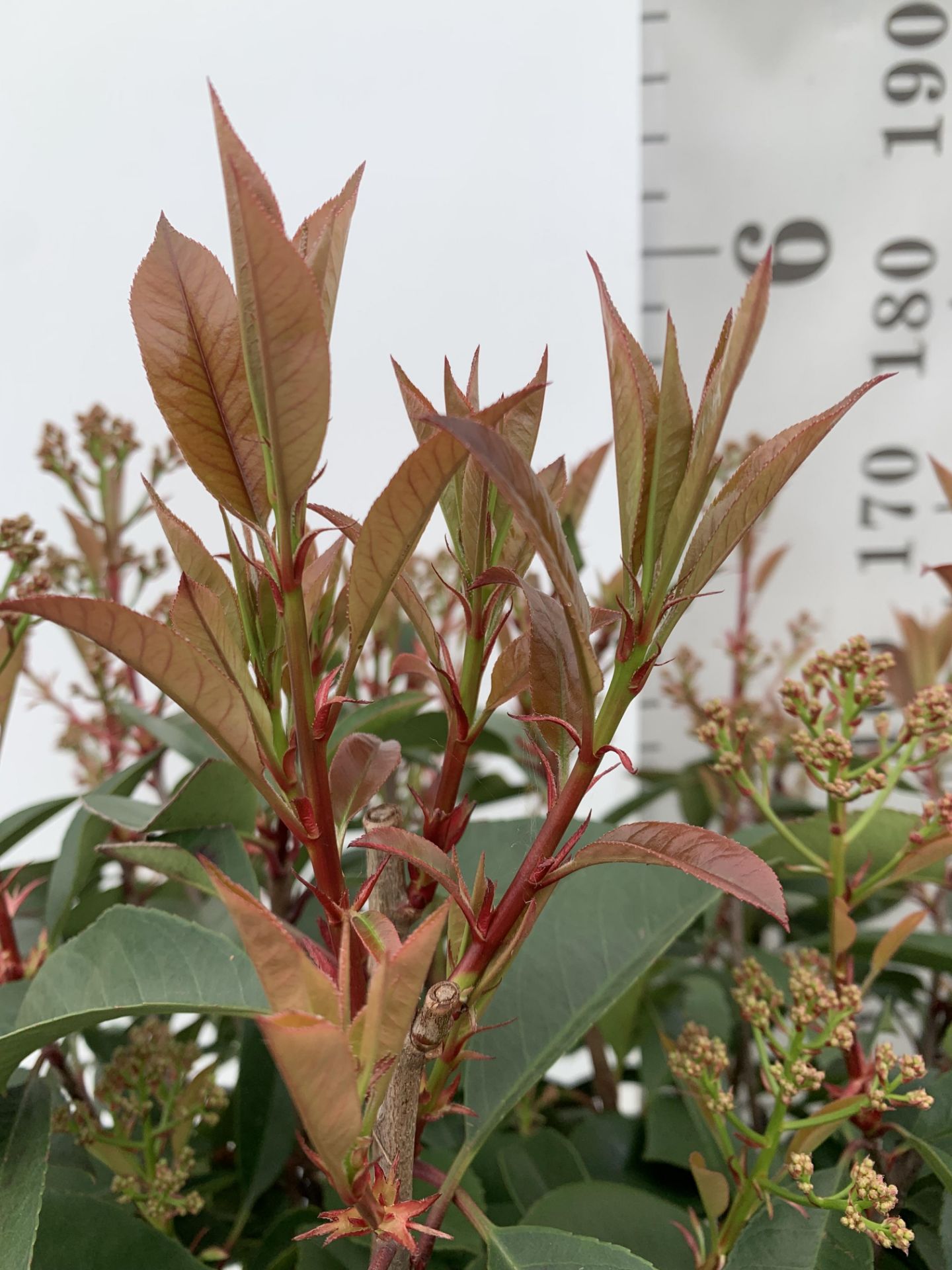 TWO PHOTINIA FRASERI 'RED ROBIN' STANDARD TREES APPROX 180CM IN HEIGHT IN 15 LTR POTS PLUS VAT TO BE - Bild 9 aus 10