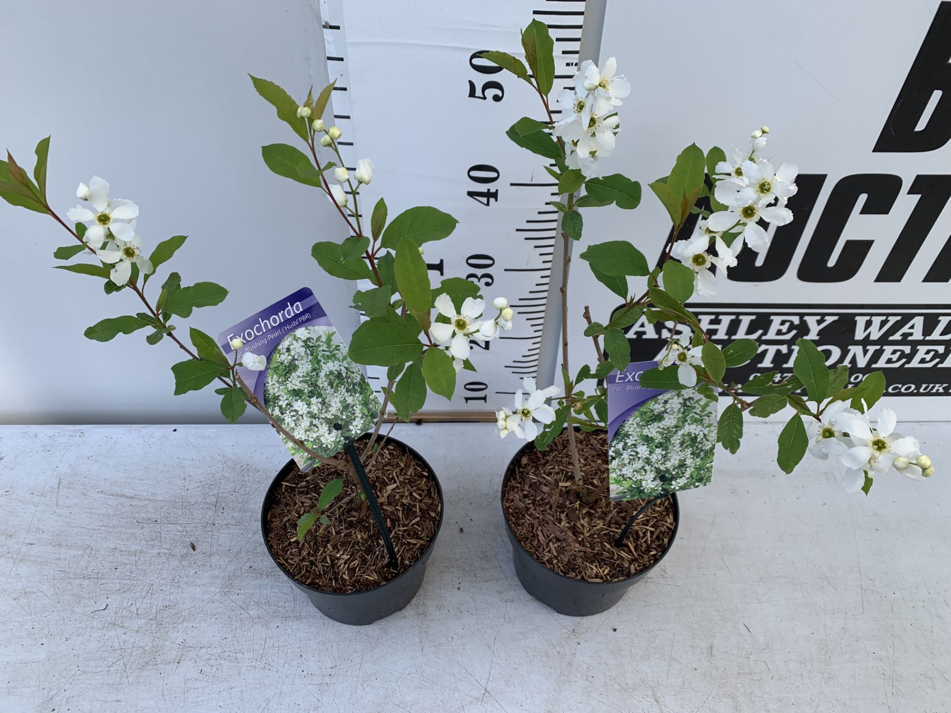 TWO EXOCHORDA BLUSHING PEARL IN 2 LTR POTS APPROX 60CM IN HEIGHT PLUS VAT TO BE SOLD FOR THE TWO - Image 3 of 12
