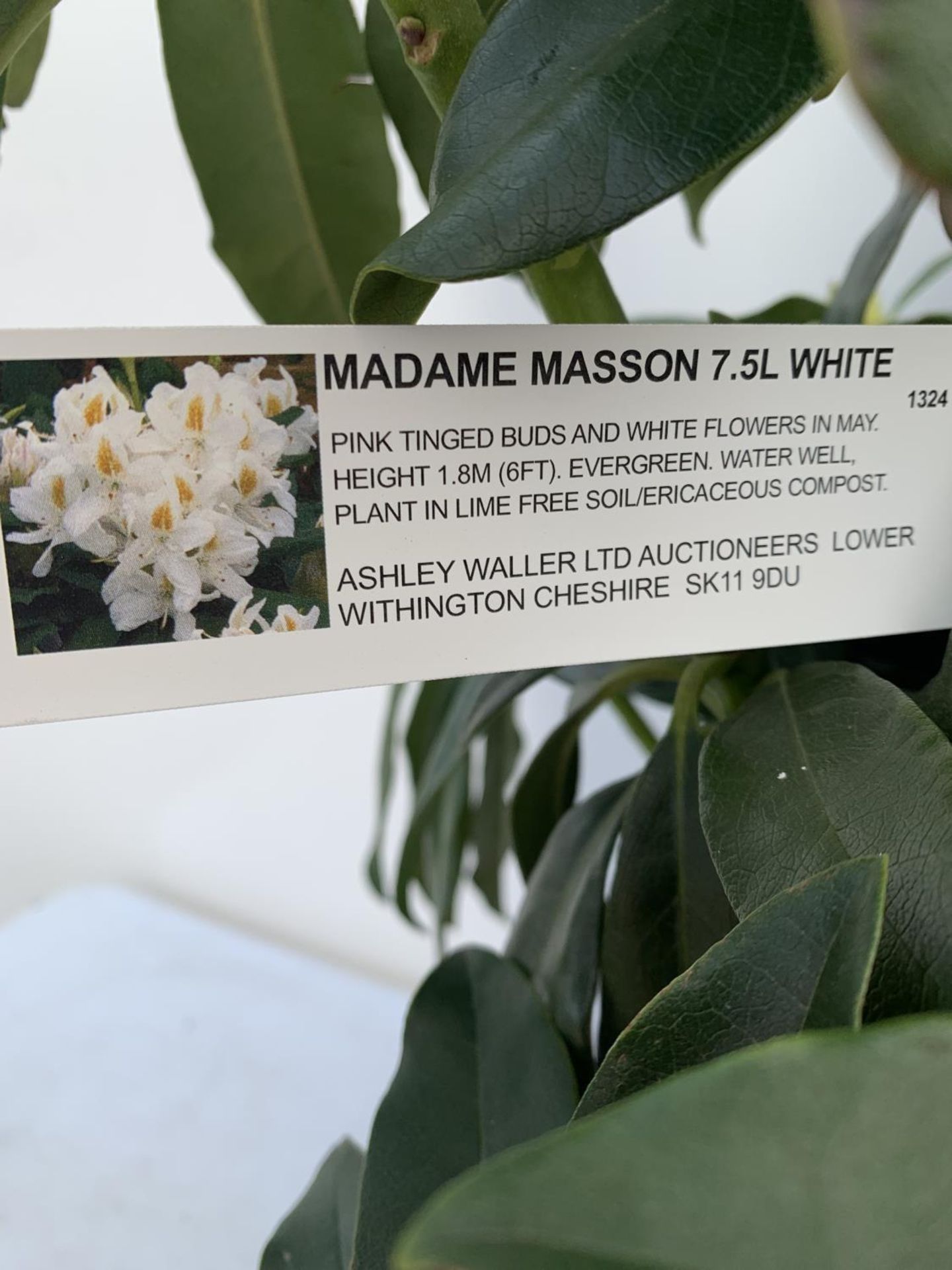 TWO RHODODENDRONS MADAME MASSON WHITE IN 7.5 LTR POTS APPROX 70CM IN HEIGHT PLUS VAT TO BE SOLD - Image 5 of 6