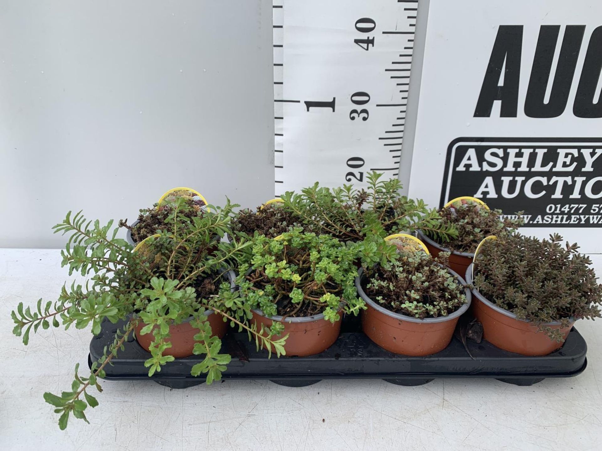EIGHT MIXED SEDUMS ON A TRAY IN 2 LTR POTS PLUS VAT TO BE SOLD FOR THE EIGHT - Image 2 of 8