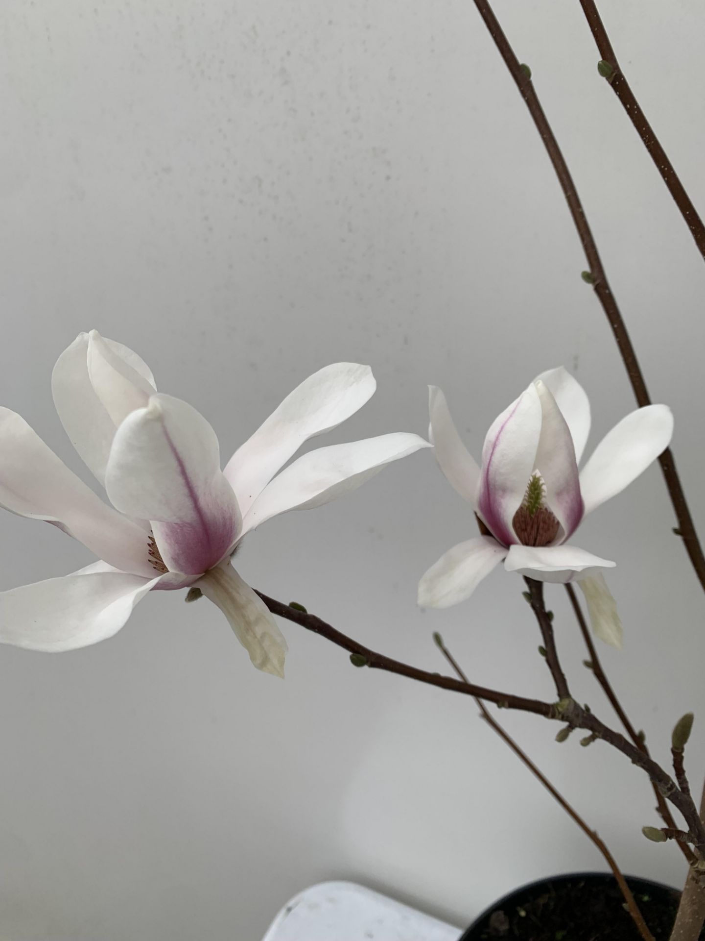 ONE MAGNOLIA SOULANGEANA 'SUPERBA' APPROX 120CM IN HEIGHT IN A 7 LTR POT PLUS VAT - Image 13 of 14