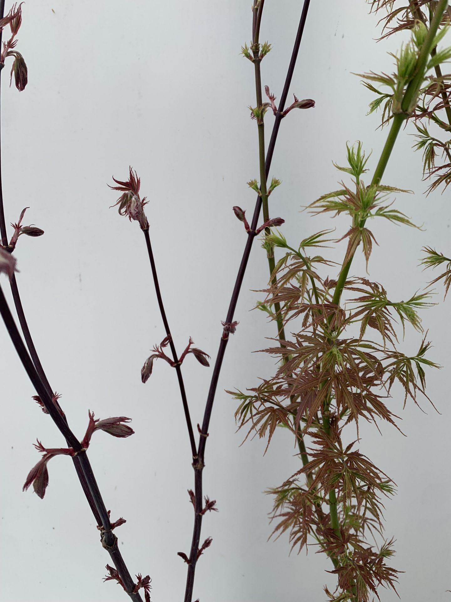 TWO ACER PALMATUMS 'PIXIE' AND 'JERRE SCHWARTZ' OVER 1 METRE IN HEIGHT IN 3 LTR POTS PLUS VAT TO - Image 11 of 12