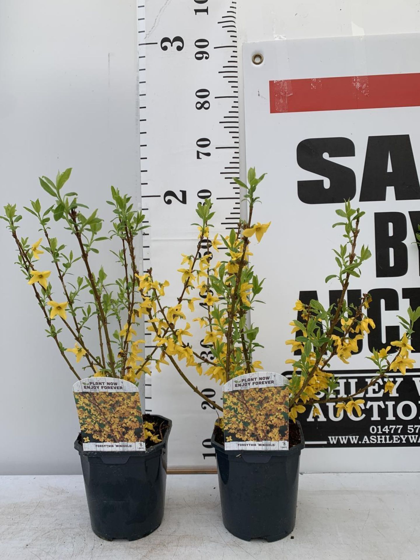TWO FORSYTHIA MINIGOLD IN TWO LITRE POTS 60CM TALL PLUS VAT TO BE SOLD FOR THE TWO - Image 2 of 8