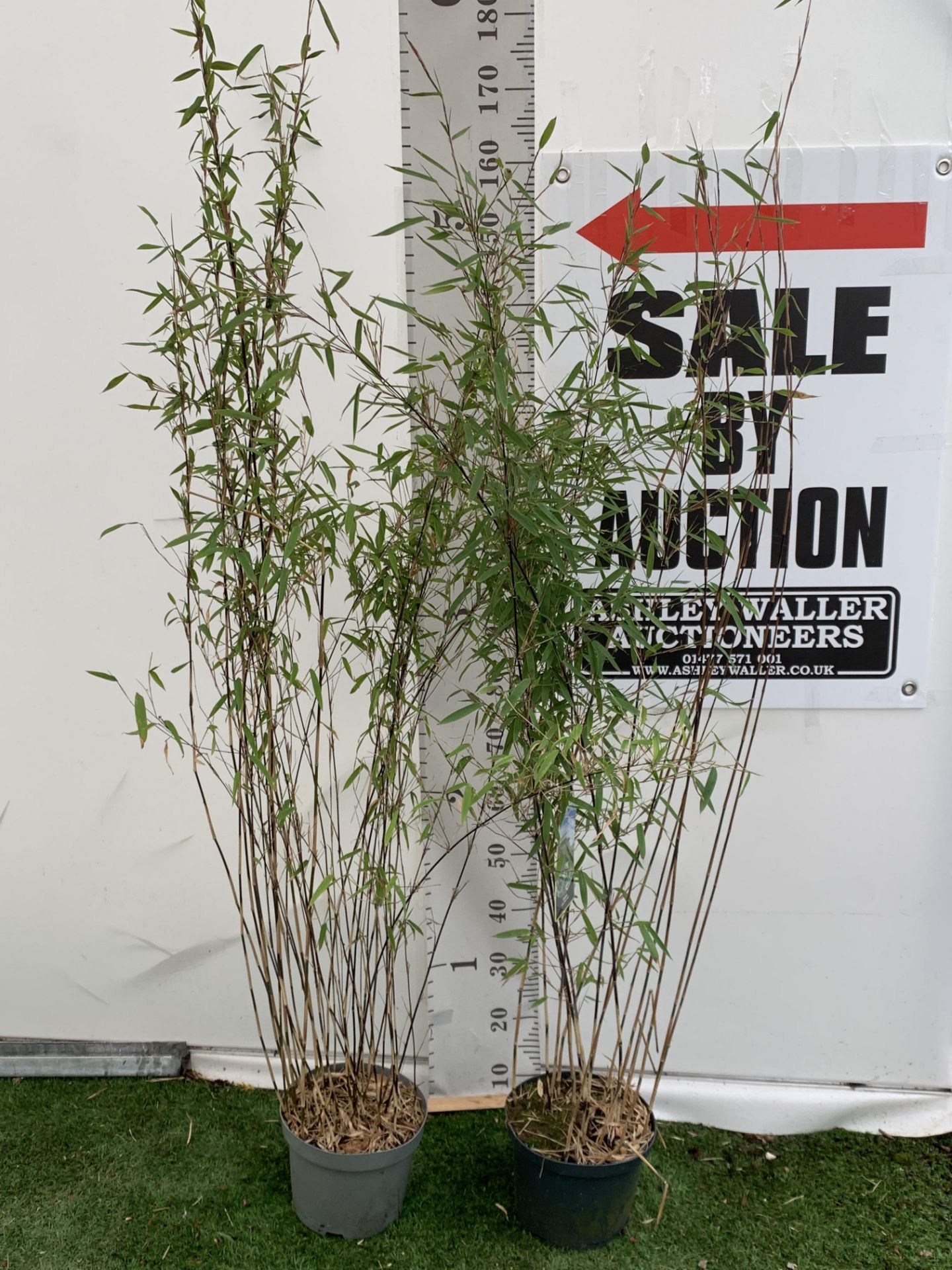 TWO BAMBOO FARGESIA 'BLACK PEARL' AND 'VOLCANO' OVER 2 METRES IN HEIGHT IN 5 LTR POTS PLUS VAT TO BE