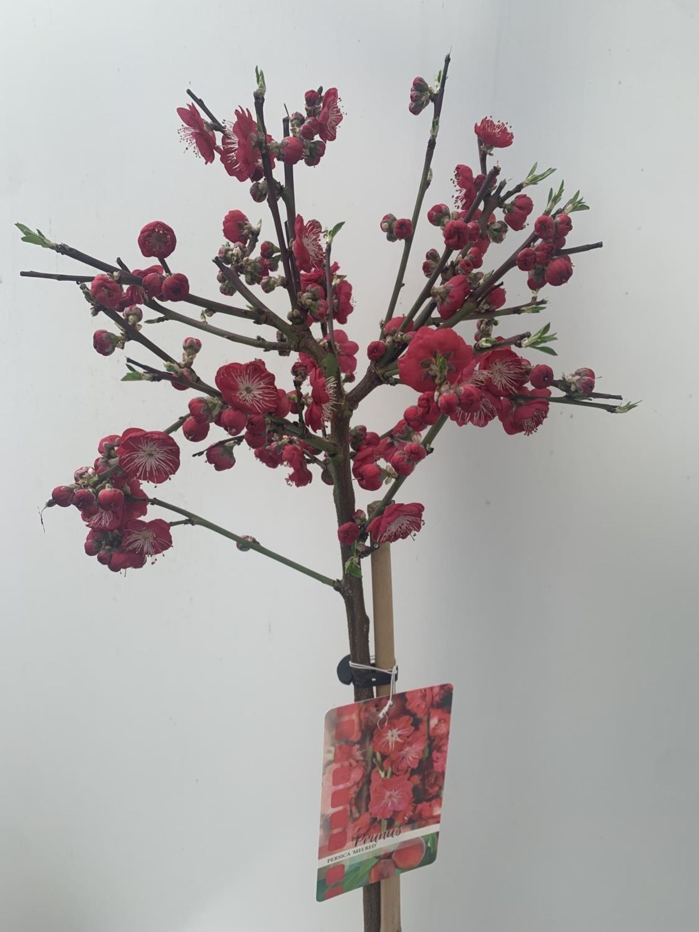 ONE FLOWERING CHERRY PRUNUS PERSICA 'MELRED' RED APPROX 110CM IN HEIGHT IN A 4LTR POT PLUS VAT - Image 6 of 14