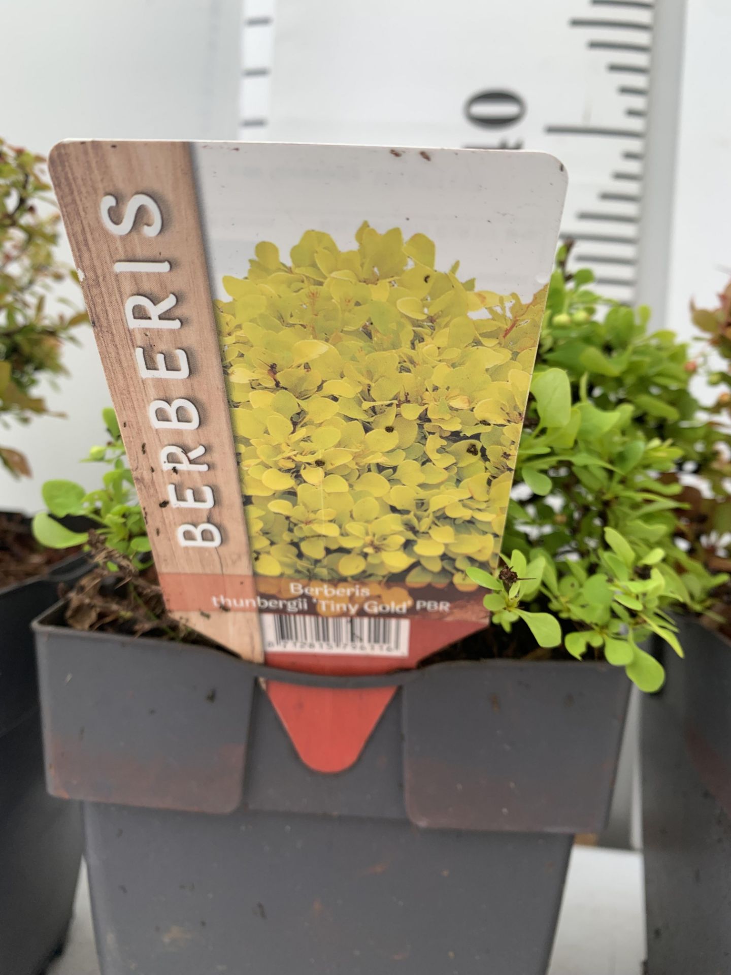 THREE ASSORTED BERBERIS THUNBERGII 'RUBY STAR' 'TINY GOLD' AND 'ADMIRATION' IN 2 LTR POTS PLUS VAT - Image 9 of 12