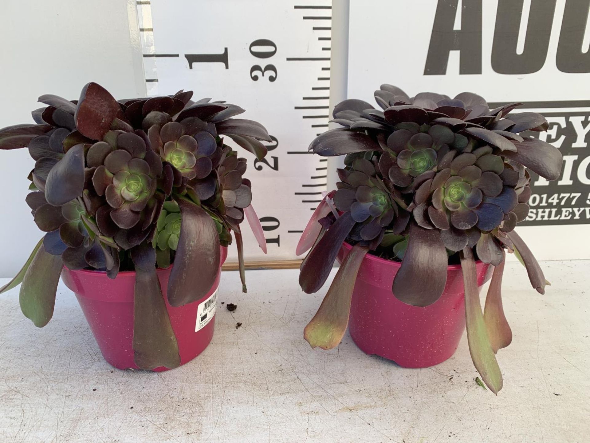 TWO AEONIUM ARBOREUM VELOURS IN 1 LTR POTS 25CM TALL PLUS VAT TO BE SOLD FOR THE TWO - Image 2 of 8