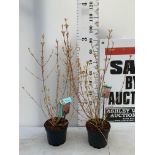 TWO CORNUS SANGUINEA 'MIDWINTER FIRE' IN 4 LTR POTS APPROX 1 METRE IN HEIGHT PLUS VAT TO BE SOLD FOR