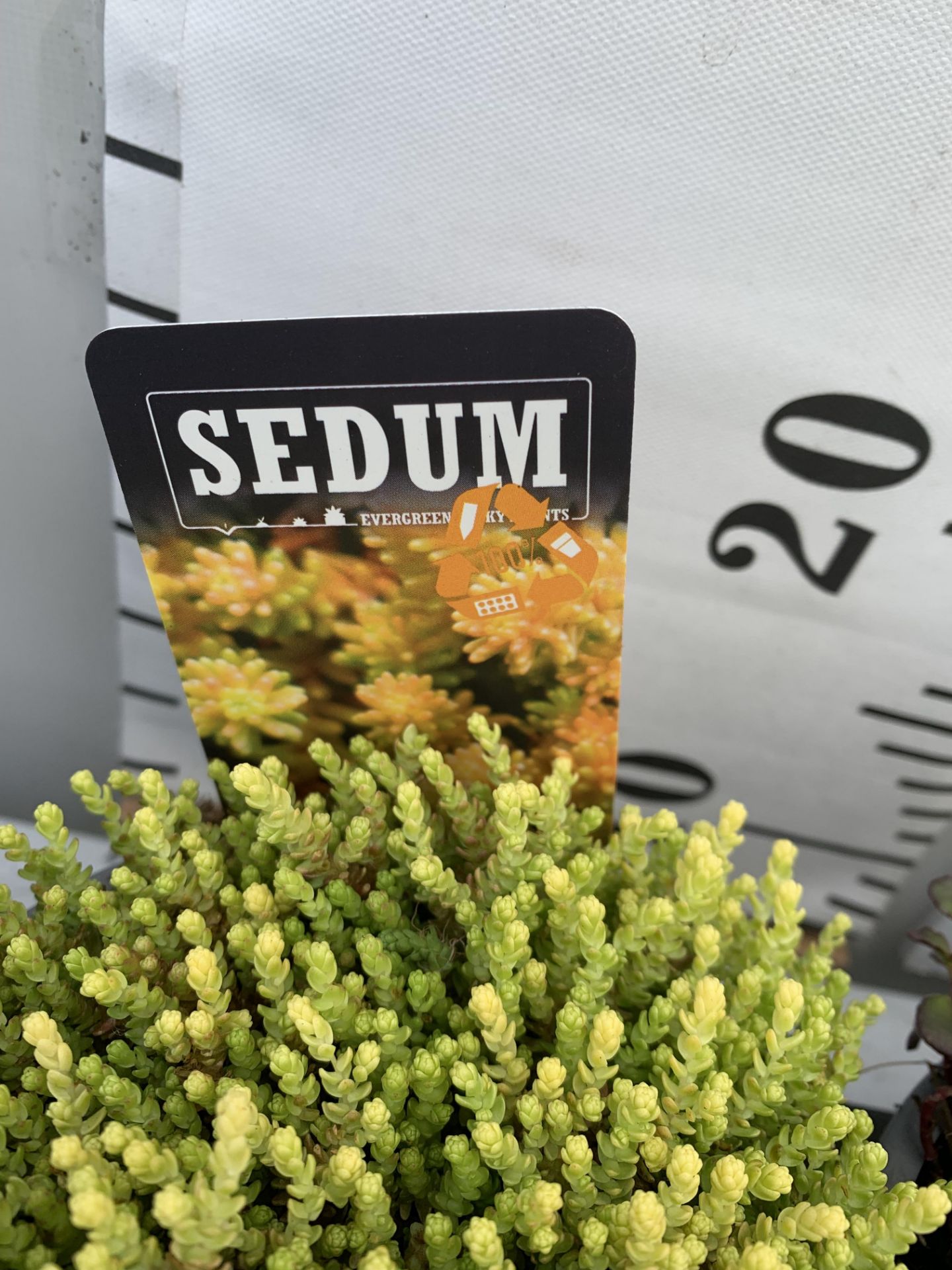 EIGHT VARIOUS EVERGREEN SEDUM IN P14 POTS PLUS VAT TO BE SOLD FOR THE EIGHT - Image 3 of 12