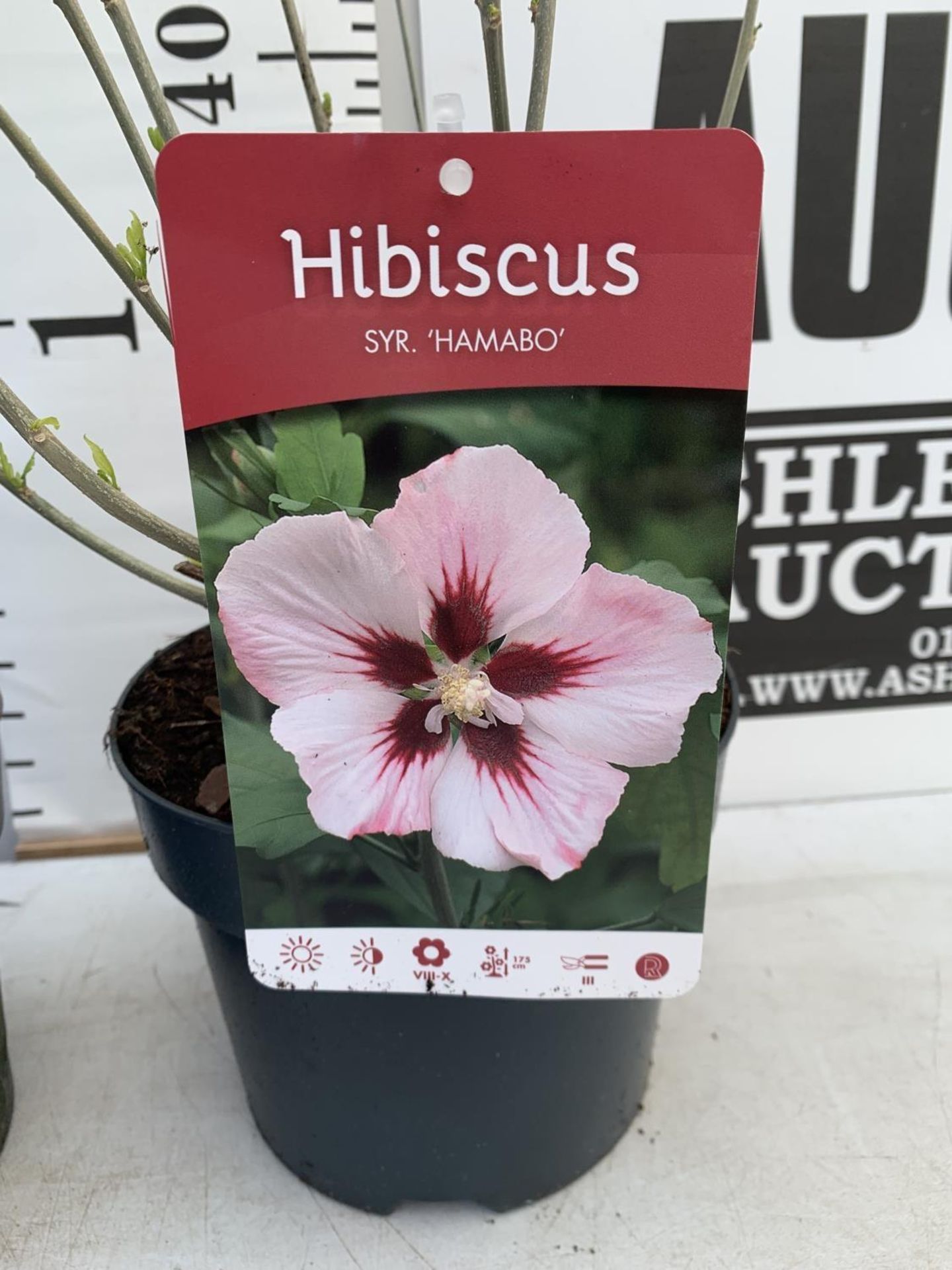 TWO HIBISCUS SYRIACUS DUC DE BRABANT AND HAMABO IN 3 LTR POTS 60CM TALL PLUS VAT TO BE SOLD FOR - Image 5 of 8