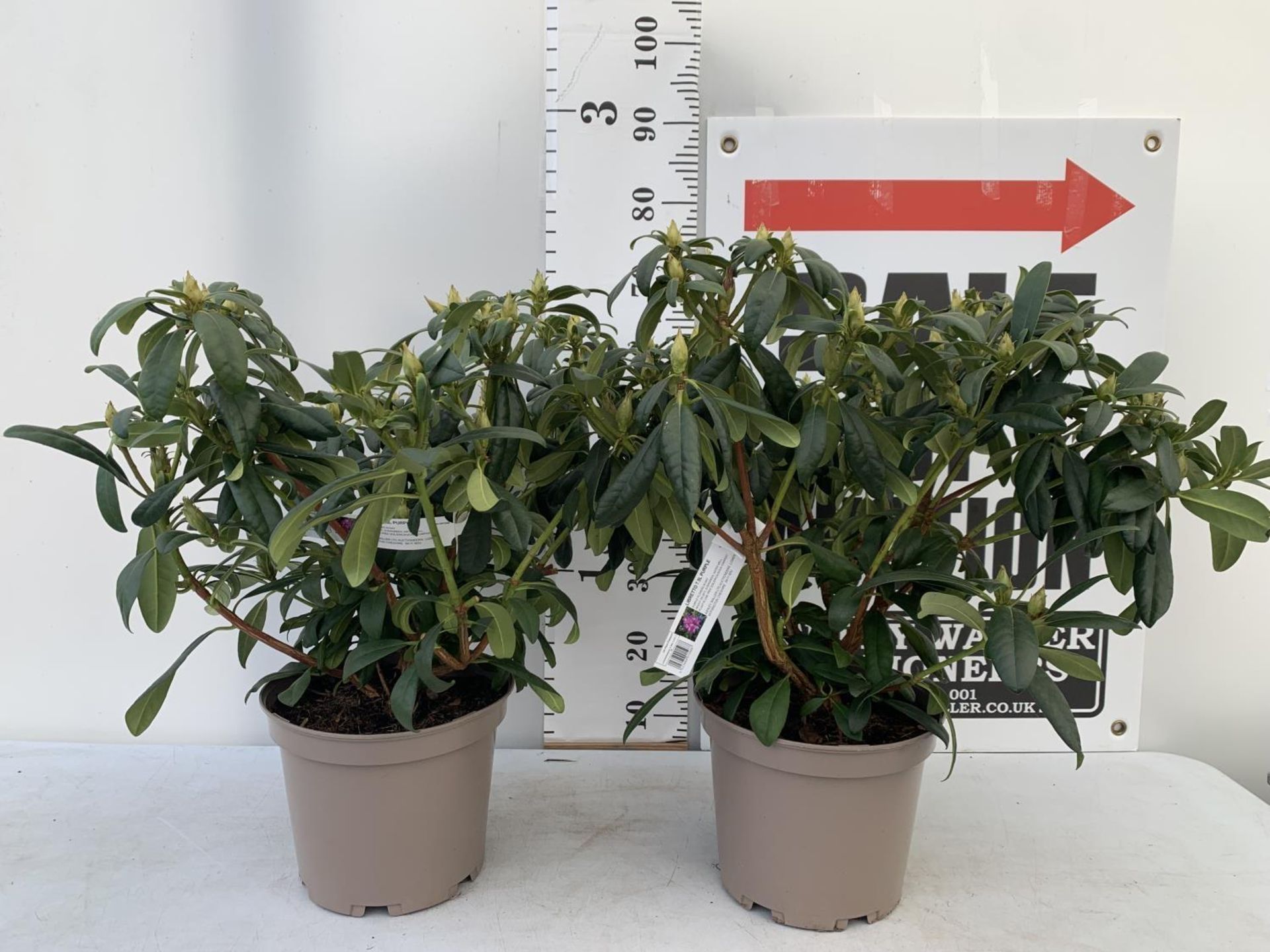 TWO RHODODENDRONS LIBRETTO PURPLE IN 7.5 LTR POTS APPROX 70CM IN HEIGHT PLUS VAT TO BE SOLD FOR - Image 2 of 8