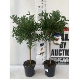 TWO CALLISTEMON CITRINUS BOTTLE BRUSH STANDARD TREES IN PINK IN 4 LTR POTS APPROX 110CM IN HEIGHT