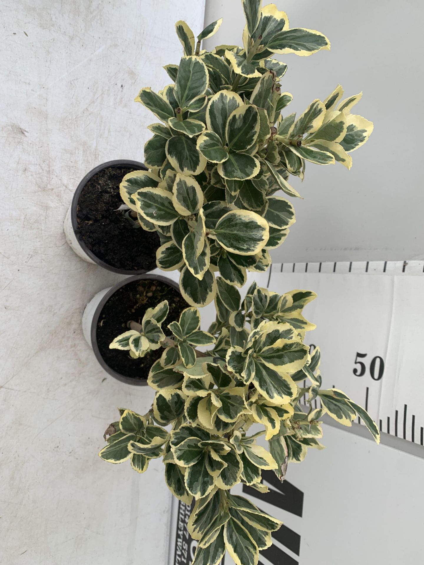 TWO MINIATURE EUONYMUS JAPONICUS STANDARD TREES APPROX 60CM IN HEIGHT PLUS VAT TO BE SOLD FOR THE - Image 3 of 6