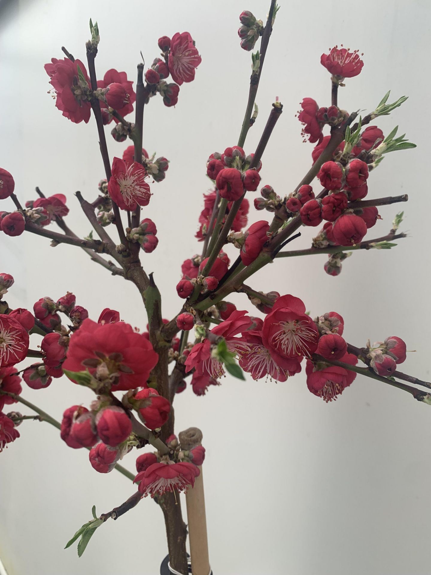 ONE FLOWERING CHERRY PRUNUS PERSICA 'MELRED' RED APPROX 110CM IN HEIGHT IN A 4LTR POT PLUS VAT - Image 7 of 14