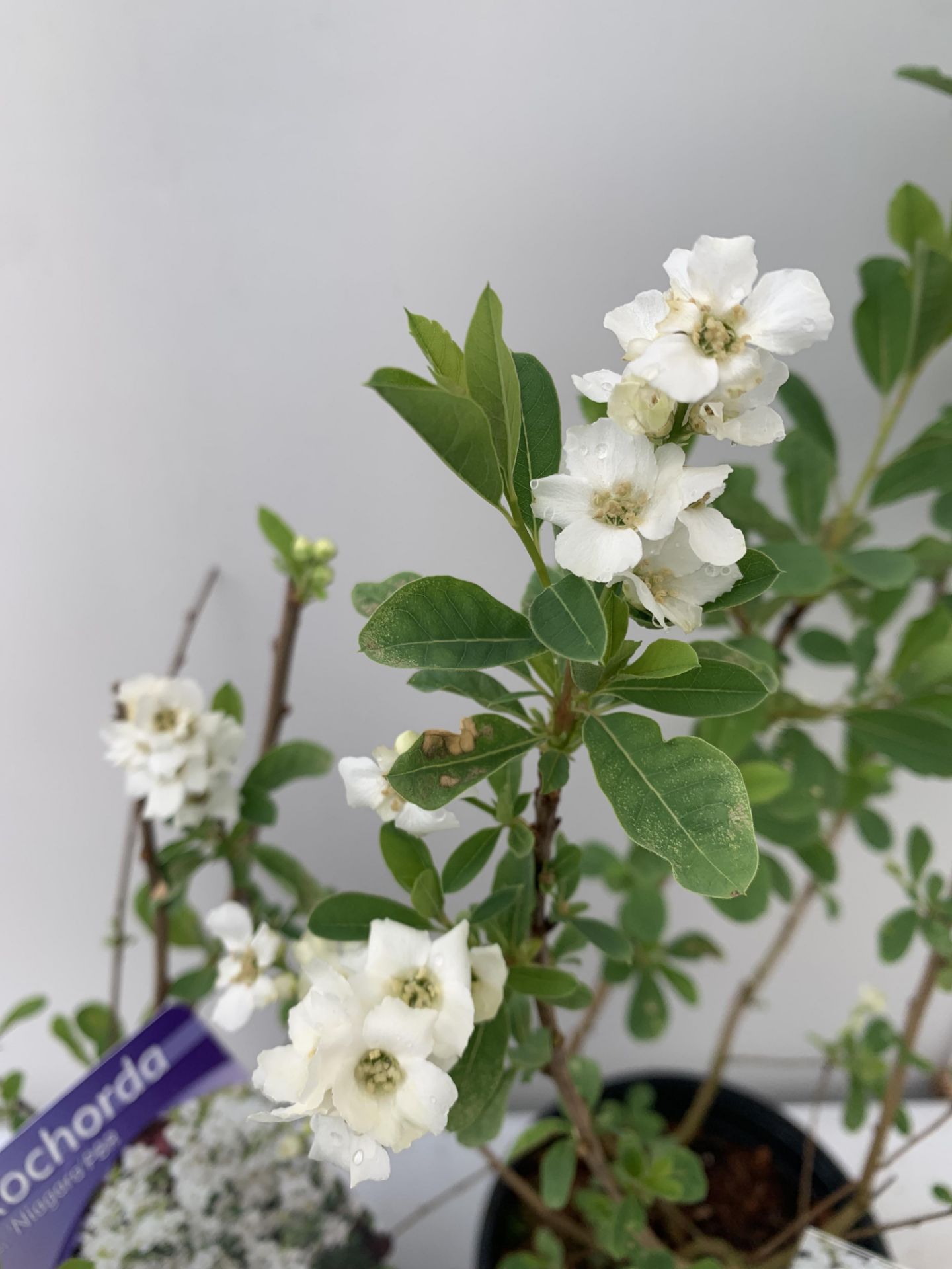 TWO EXOCHORDA RACEMOSA 'NIAGARA' IN 2 LTR POTS APPROX 65CM IN HEIGHT PLUS VAT TO BE SOLD FOR THE TWO - Image 10 of 11