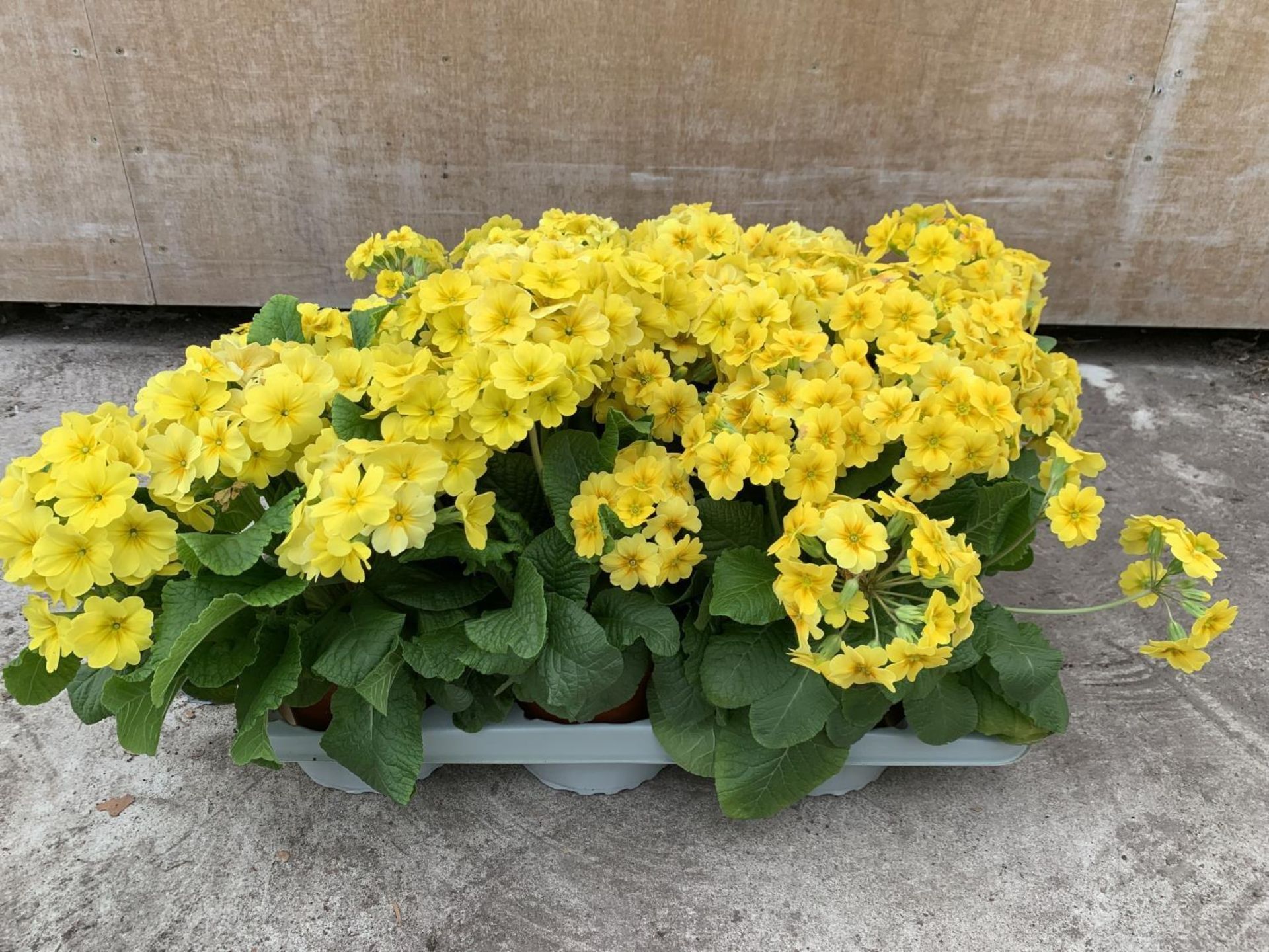 SIX GOLDEN NUGGET SCENTED YELLOW POLYANTHUS PLUS VAT TO BE SOLD FOR THE SIX - Bild 4 aus 4