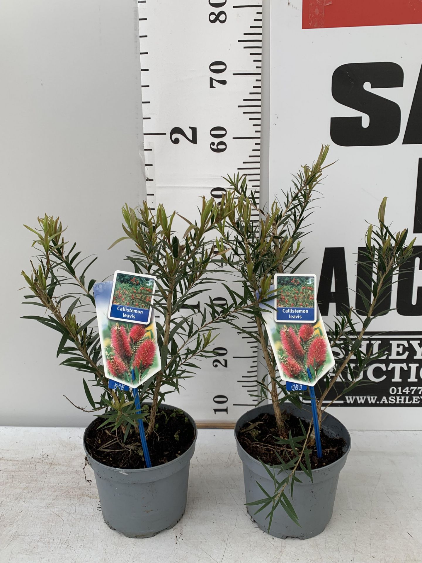 TWO CALLISTEMON LAEVIS IN 2 LTR POTS 50CM TALL PLUS VAT TO BE SOLD FOR THE TWO