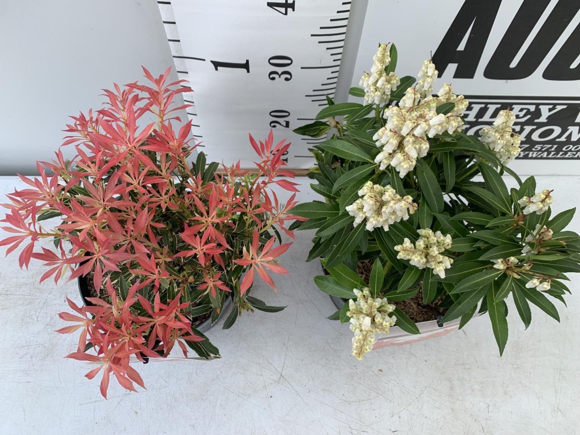 TWO PIERIS JAPONICA FORSET FLAME AND FLAMING SILVER IN 3 LTR POTS 40CM TALL PLUS VAT TO BE SOLD - Image 4 of 12