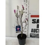 ONE MAGNOLIA PINK 'JANE' APPROX 110CM IN HEIGHT IN 7 LTR POT PLUS VAT