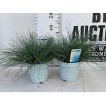 TWO FESTUCA GLAUCAINTENSE BLUE IN 2 LTR POTS 30CM TALL PLUS VAT TO BE SOLD FOR THE TWO