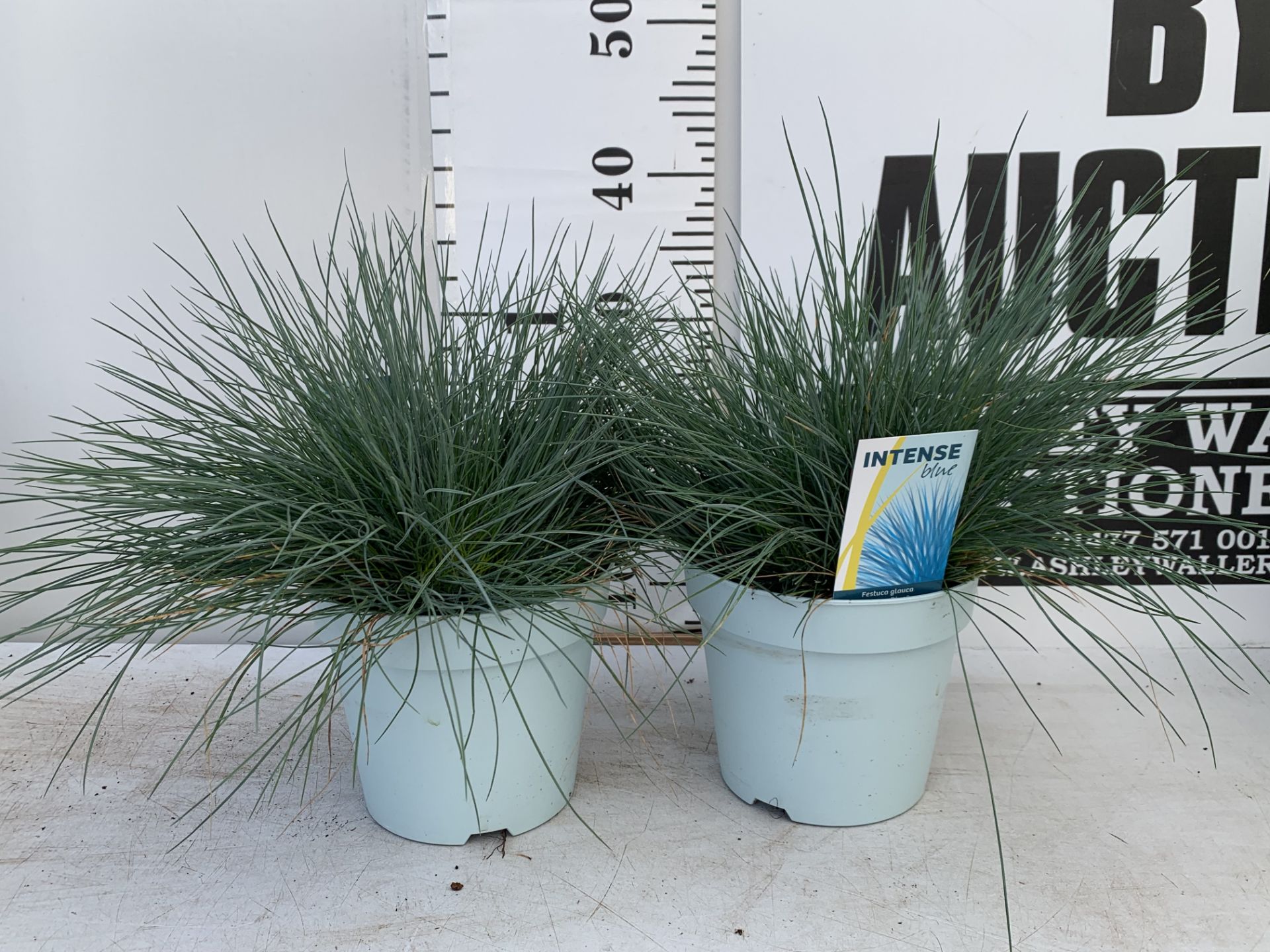 TWO FESTUCA GLAUCAINTENSE BLUE IN 2 LTR POTS 30CM TALL PLUS VAT TO BE SOLD FOR THE TWO