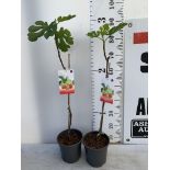 TWO FICUS CARICA IN 2 LTR POTS 90CM TALL NO VAT TO BE SOLD FOR THE TWO